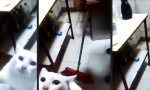 Lustiges Video - Zu viel Stress für meine Berufung