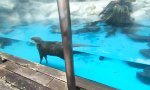 Schwimmtechnik für faule Otter