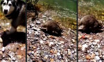 Lustiges Video : Vertretbares Angebot