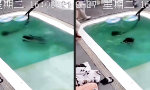 Lustiges Video - Auf den Hund geschwommen