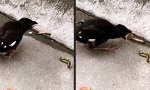Funny Video - Schlaraffenland war gestern