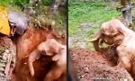 Lustiges Video : Wie man Elefanten anbaggert