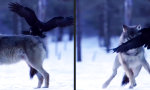Funny Video : Wer hat Angst vor’m bösen Wolf