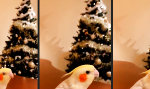 Jingle Bird