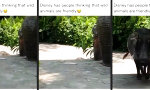 Funny Video : Ach, ist Pumba niedlich