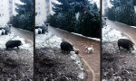 Sich sauwohl fühlen in der Hundekälte
