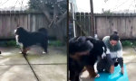 Lustiges Video - Training mit dem Schweinehund