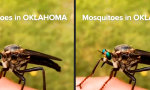 Andere Länder, andere Mücken