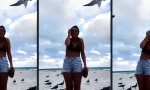 Funny Video - Vorsicht: perverse Möwen