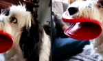 Funny Video : Großmaul mit Lippenstift