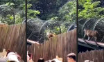 Funny Video : Kleiner Gruß an die Gaffer
