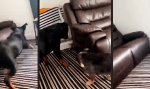 Lustiges Video : Kanine Abenteuer-Couch