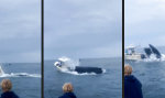 Lustiges Video : Moby Dick sagt Hi