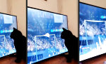 Lustiges Video : Schwarze Katze von links