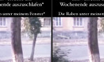 Lustiges Video - Von den Raben geweckt