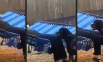 Lustiges Video : Hängematte + Rottweiler = Physik für Fortgeschrittene