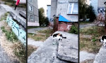 Lustiges Video : Einmal Ghettokatze, immer Ghettokatze