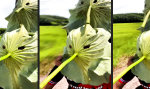Lustiges Video : Photosynthese auf zwei Rädern