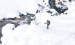 Pistensau kennt keinen Spaß
