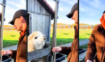 Instant Lama