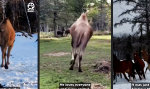 Funny Video - Ein Höcker im Pferdepelz