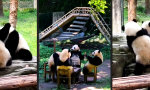 Lustiges Video : Pandamonium: Tollpatschige Pandas in Aktion