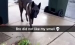 Riecht doch wieder nach fremder Muschi