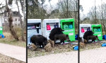 Movie : Keiler-Orgie am Container