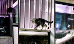 Lustiges Video : Riskanter Durstlöscher