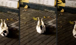 Funny Video : Die Entstehung eines Muskelkaters