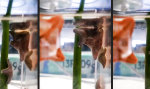 Movie : Seestern-Poledance