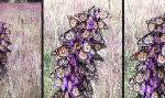 Die Schmetterlings Blume