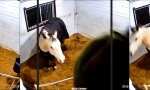 Stall-Jordan