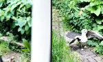 Lustiges Video : Geflügelter Fight mit Überraschungsgast