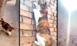Funny Video : Reinhold Katzner