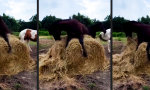 Einen Packen Pferdeminze entdeckt