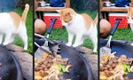 Movie : Kleine Grillbeilage
