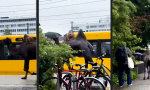 Funny Video : Die Wüste Deutschlands