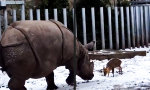 Lustiges Video : Ein ungleicher Kampf