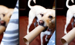 Funny Video - Sportauswuff