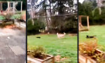 Movie : Der Garten muss verteidigt werden