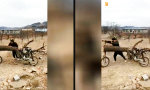 Funny Video : Rahmen aus dem Wald
