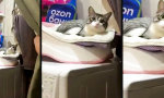 Movie : Katzenwäsche mit Schleudertrauma