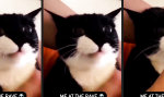 Nach diesen Pillen gibt es keinen Kater