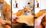 Nachhaltige Katzenmode