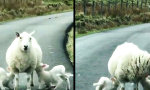 Lustiges Video : Vorfahrt für die Lammzeit