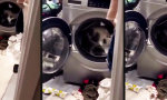 Funny Video - Karton war gestern, die Trommel ist Zukunftsmusik.