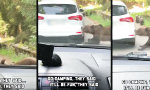 Funny Video - TÜV auf vier Pfoten. Geprüft wird ohne Termin.