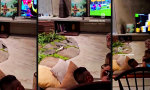 Movie : Das Biotop hat einen Fernseher