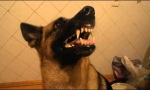 Lustiges Video - Hund mit Stimmungsschwankungen